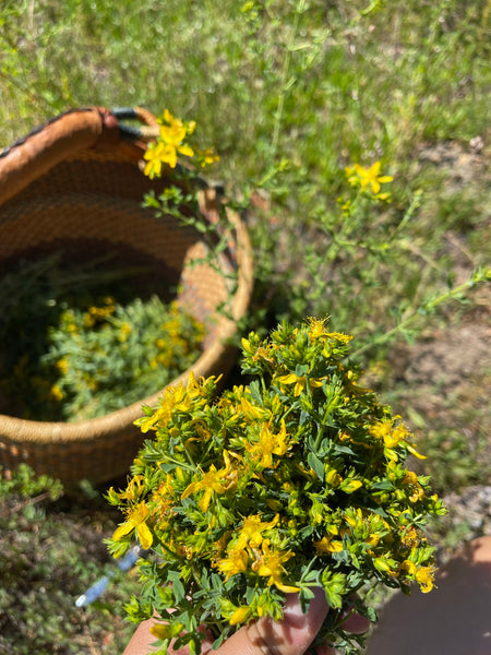 St. John’s Wort Body Oil